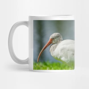 Gatorland Ibis Mug